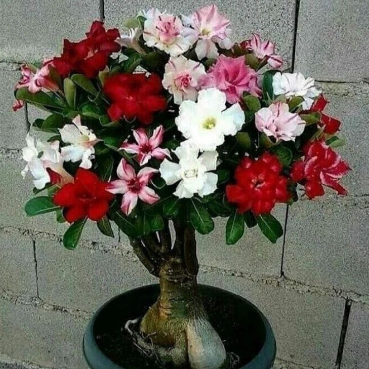 TERLARISTANAMAN HIAS ADENIUM KAMBOJA JEPANG BUNGA TUMPUK//ADENIUM CABANG-bunga hias-bunga adenium-po