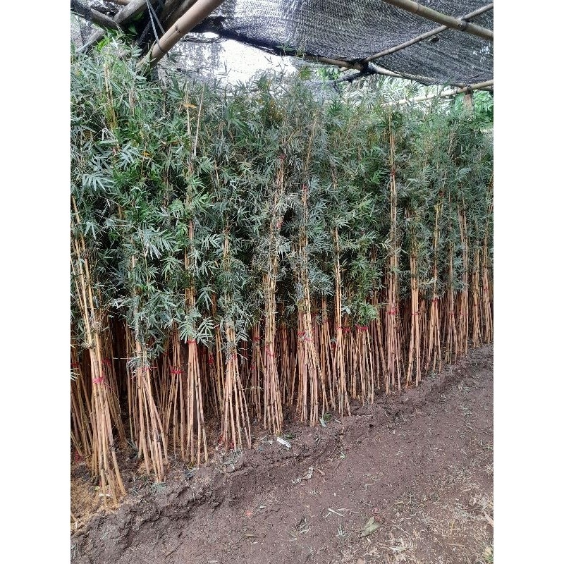 Tanaman Bambu Klisik Cendani - Tanaman Hias Bambu Cendani - Pohon Phyllostachys Aurea - Bambu Kuning