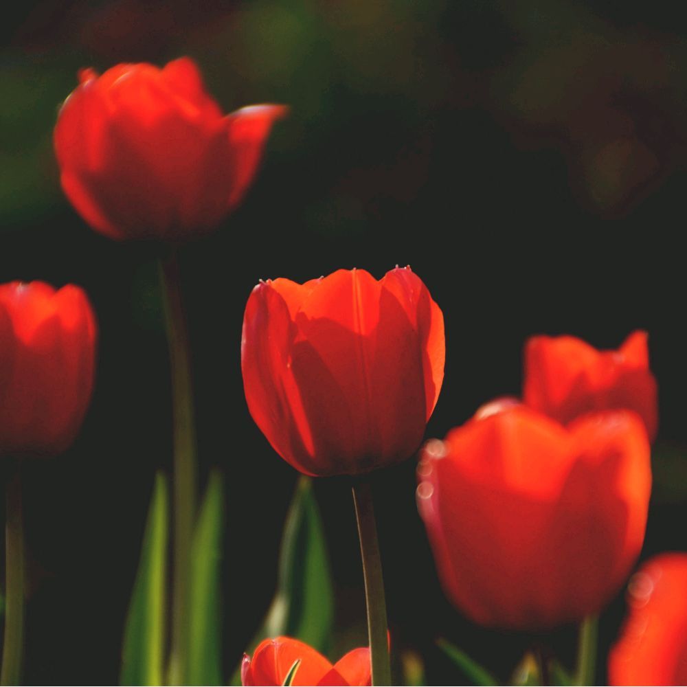 HIASAN DINDING PAPAN MDF MOTIF BUNGA SIZE 20×30cm