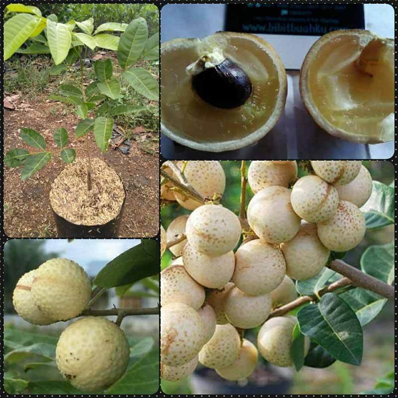 Bibit / Pohon Kelengkeng Aroma Durian Super | Okulasi | Cepat Berbuah / Sudah Berbunga
