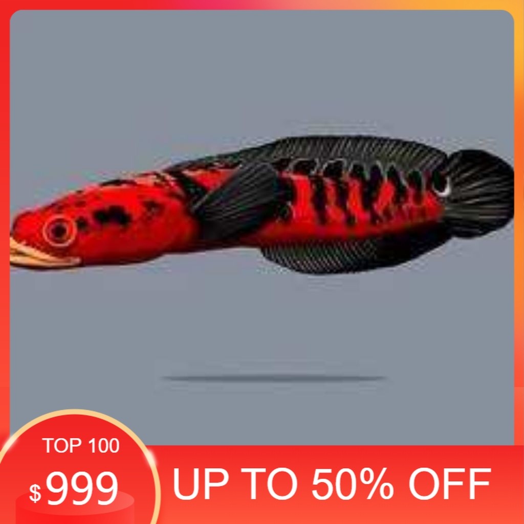 RED MARU BARITO 5-6CM BERKUALITAS GRADE A+++ WARNA CERAH & AGRESIF