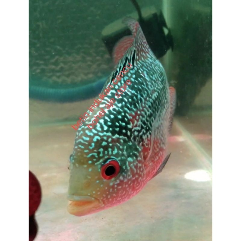 louhan betina bahan murah promo termurah finale 5-6-7 cm
