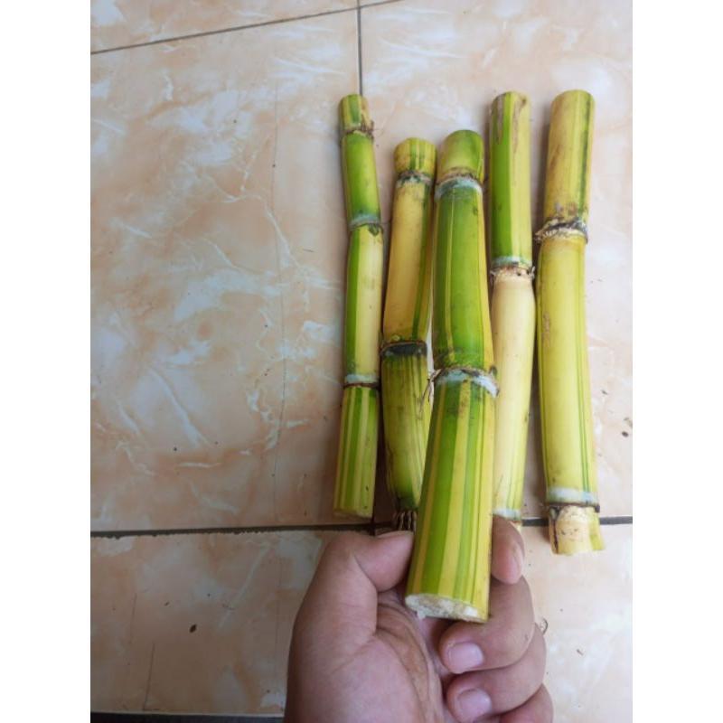 Tebu kuning | Bibit Tebu kuning | Bibit Stek Tebu Kuning Ukuran 25-30 cm