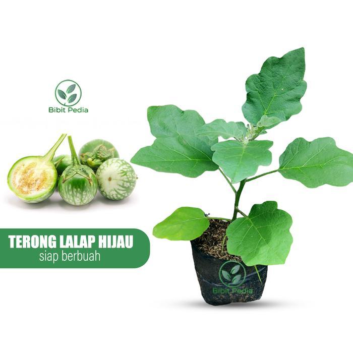 Bibit Tanaman Terong Lalap Hijau