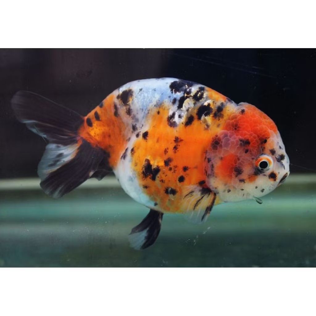 ikan koki ranchu calico -+7cm murah meriah