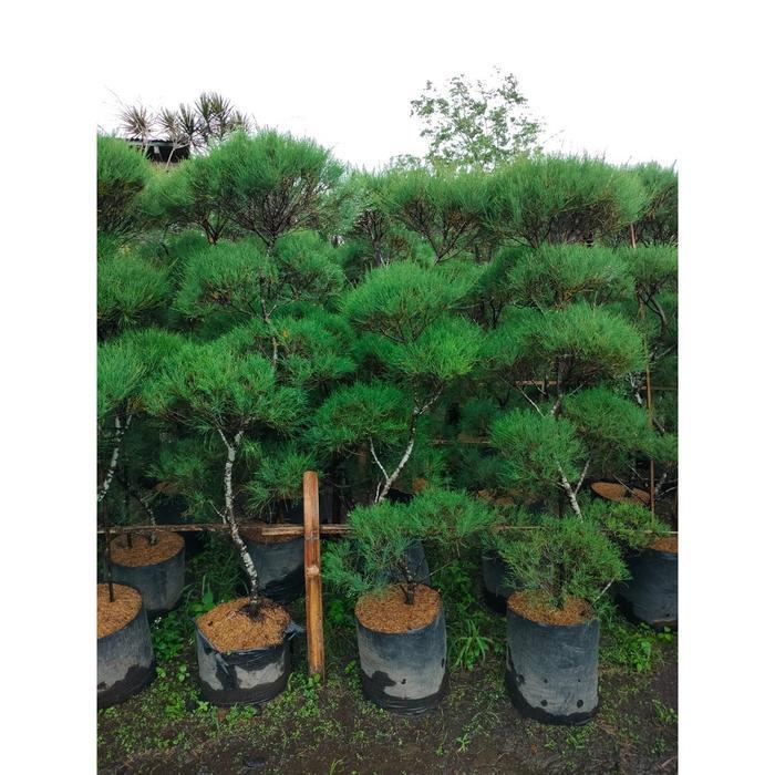 bonsai taman cemara udang meliuk dah jadi tinggal pajang