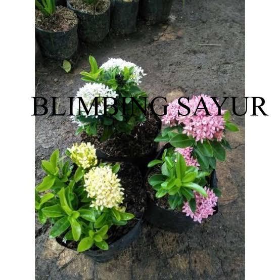 paket 3 tanaman hias asoka jepang - asoka mini