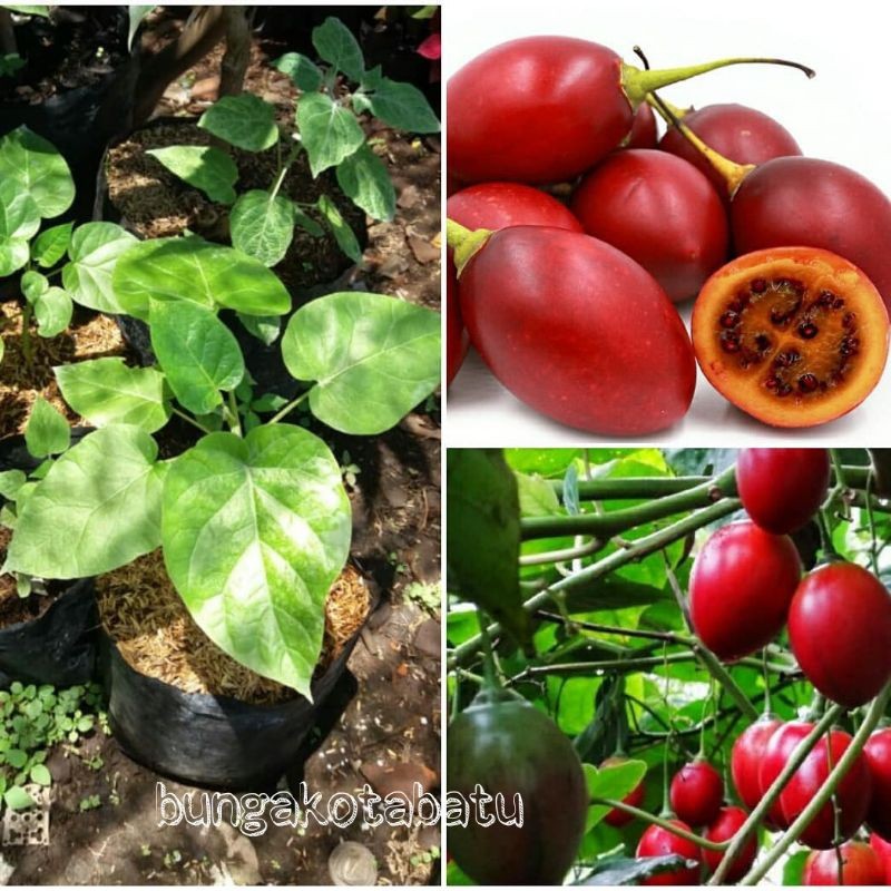 Bibit Tanaman Terong Belanda