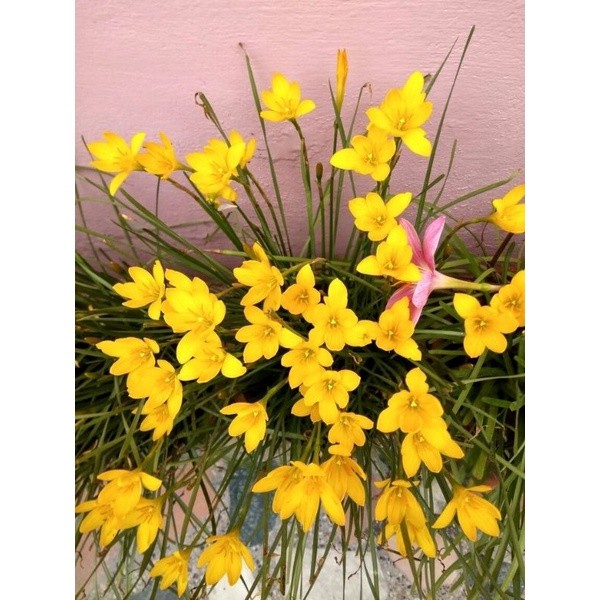 TANAMAN HIAS RAIN LILY BUNGA KUNING / LILI HUJAN BUNGA KUNING