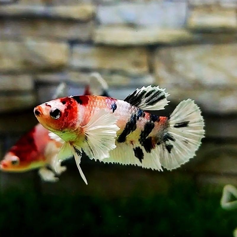 Dumbo ear betina / Plakat dumbo ear multicolor