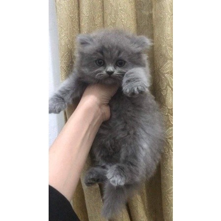Kucing persia Anggora murah KHUSUS WARNA ABU