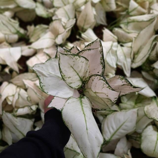 Aglonema Super White - Tanaman Aglonema Super White - Bibit Aglonema Super White Remaja