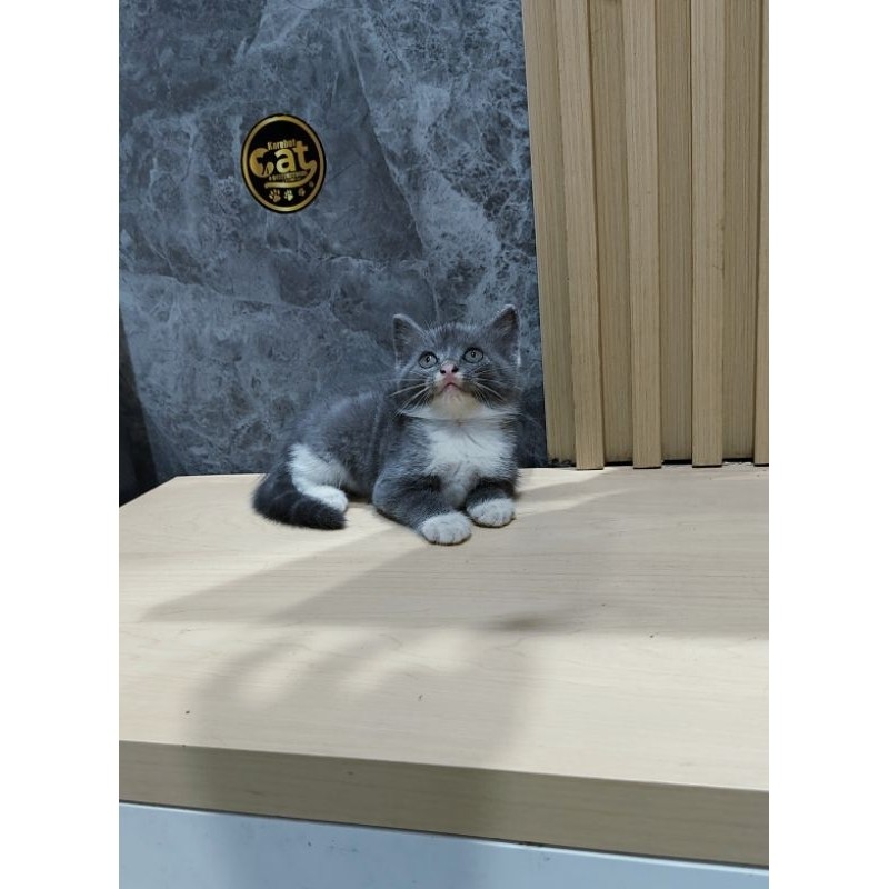 kucing british shorthair bicolor