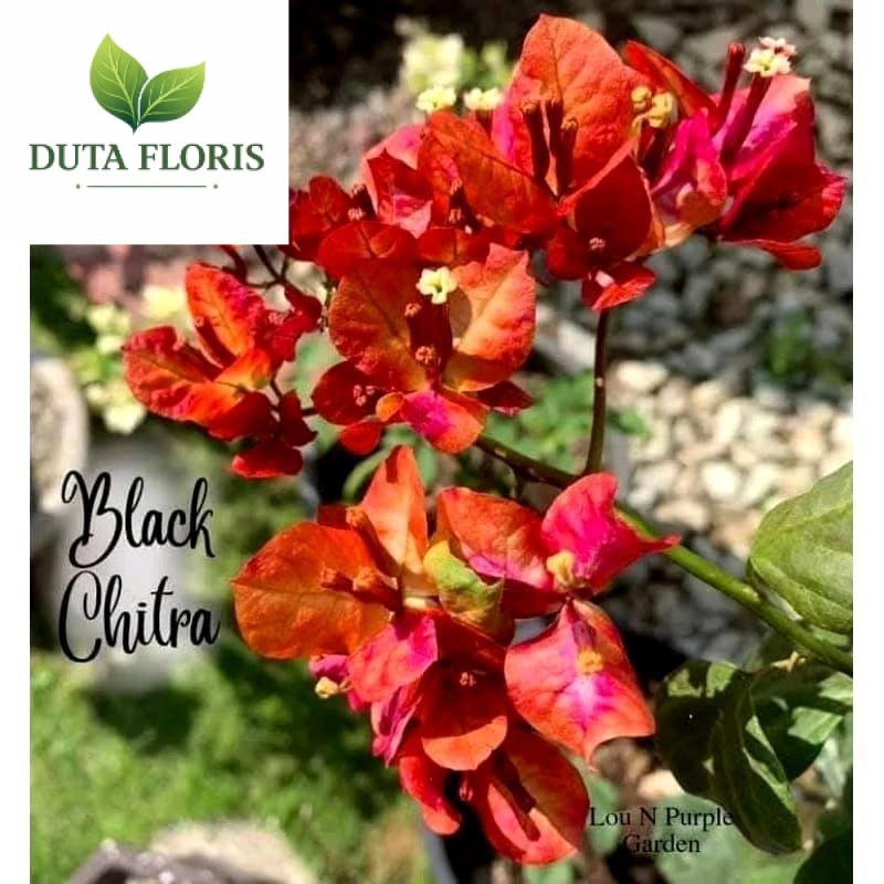 NEW (PROMO) tanaman hias bougenville citra black rose