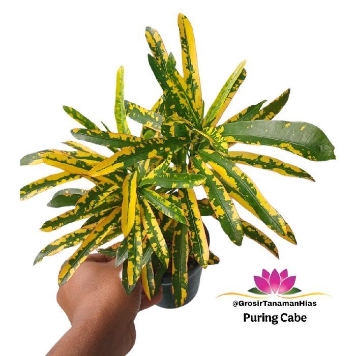 Tanaman Puring Cabe kuning / Pohon Puring Cabe