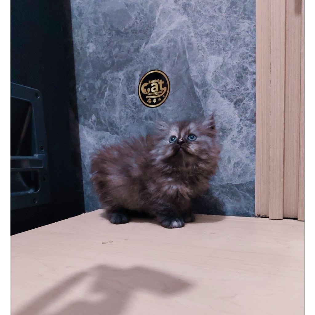 kucing persia muchkin