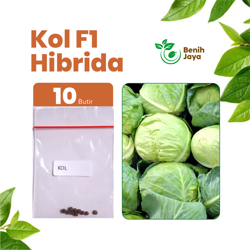 BENIH JAYA - Benih Kembang Kol Unggul, Bibit Sayur Kembang Kol Super Bibit Sayuran Premium