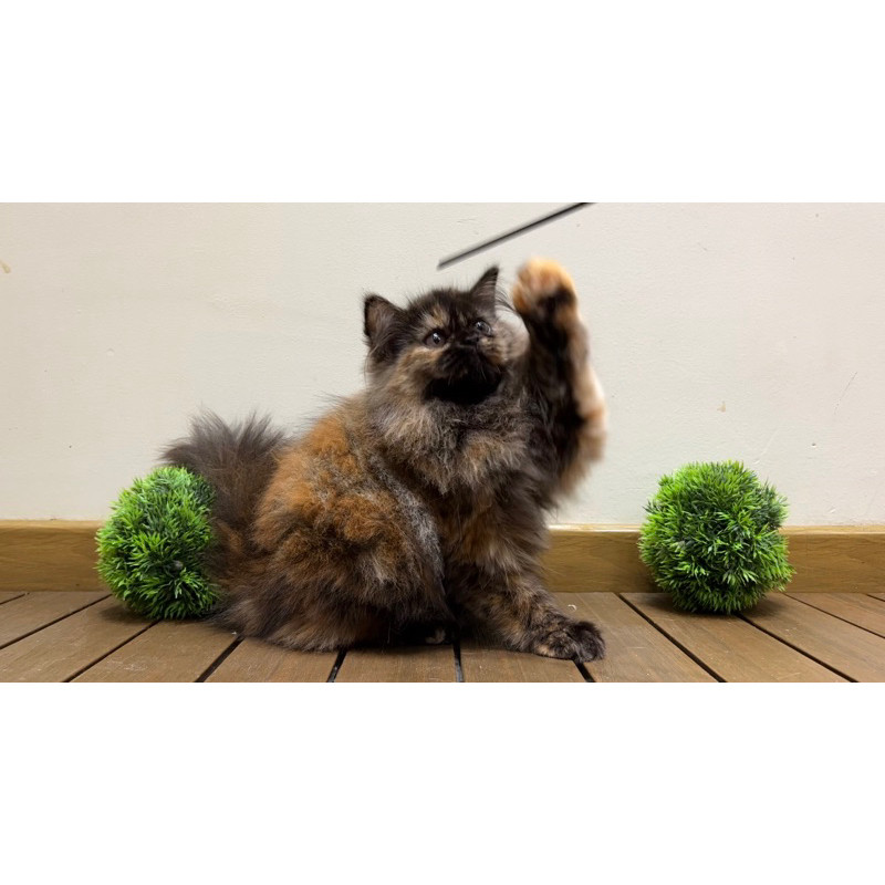 kucing persia kitten
