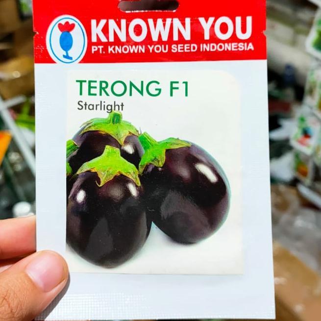 terong starlight - terong bulat
