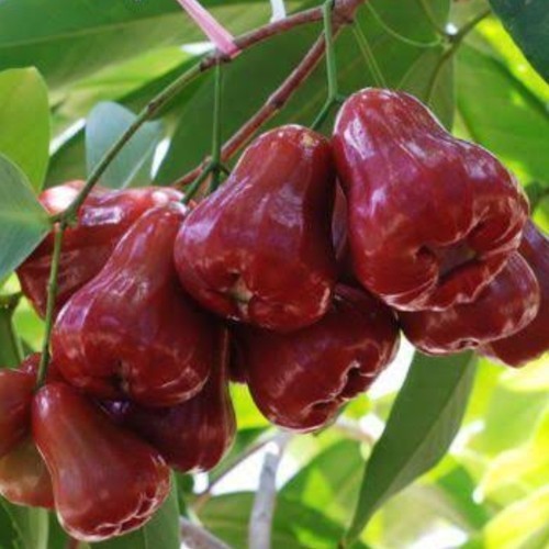 Bibit Jambu Air Citra Madu Okulasi