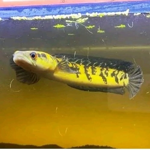 Hiasan Aquarium Maru YS Yellow Sentarum SZ 14-21cm Mata Merah Aseli