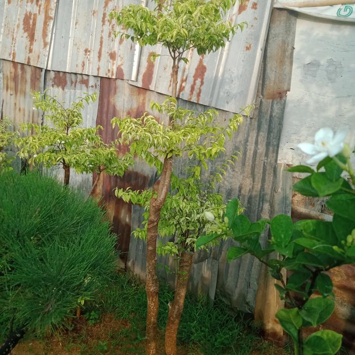 tanaman bonsai anting putri tinggi 1,5 meter - B