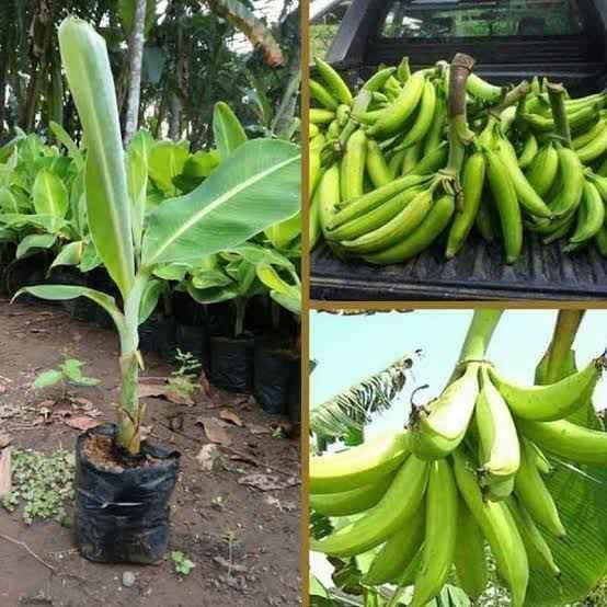 Bibit Pisang Tanduk Jumbo Cepat Berbuah | Termurah / Bibit Pisang Tanduk Jumbo Super Madu