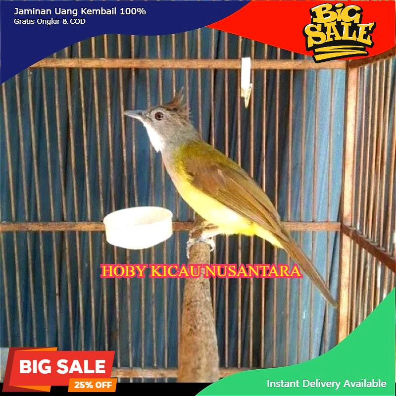 Cucak Jenggot Jawa Bahan