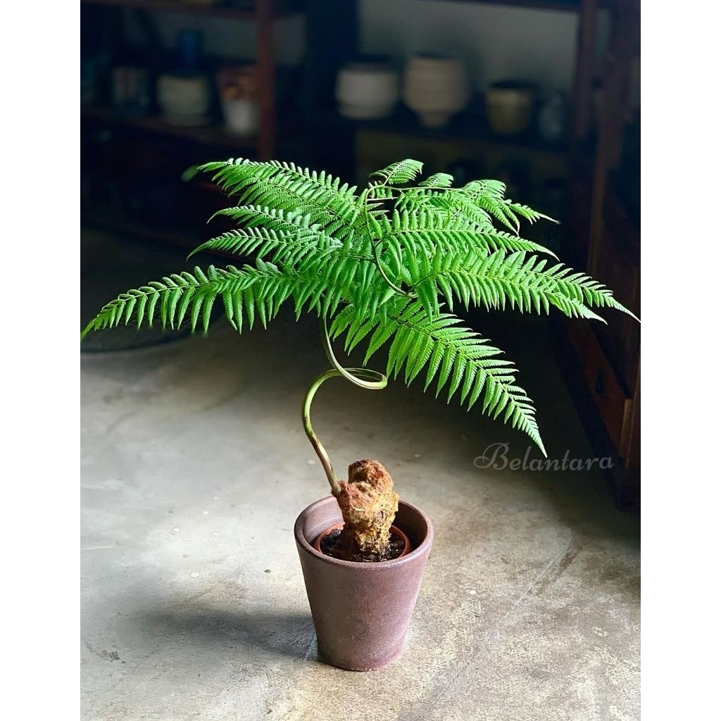 Tanaman Hias Pakis Monyet Mini Unik Hidup