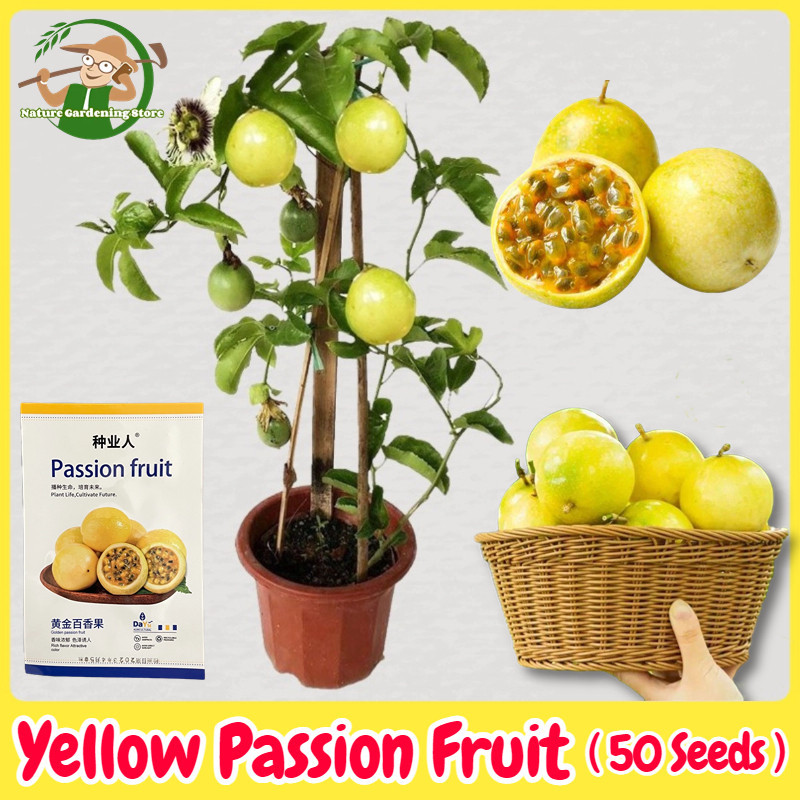 benih markisa kuning manis isi 50 butir premium benih benih biji buah buahan