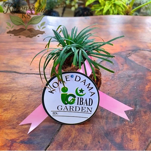 new... TANAMAN HIAS MINI UNIK Kokedama Ophiopogon japonicus nana