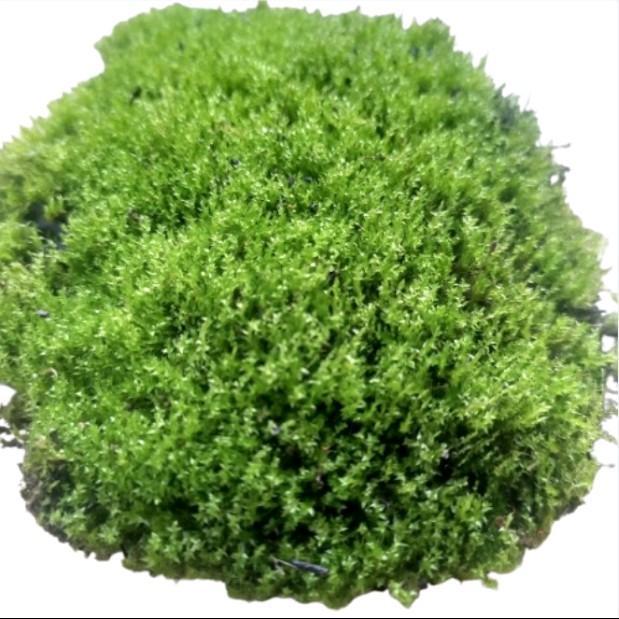 Star mos darat Tanaman Aquascape Hiasan Akuarium mos dekorasi akuarium ornamen mos paludarium