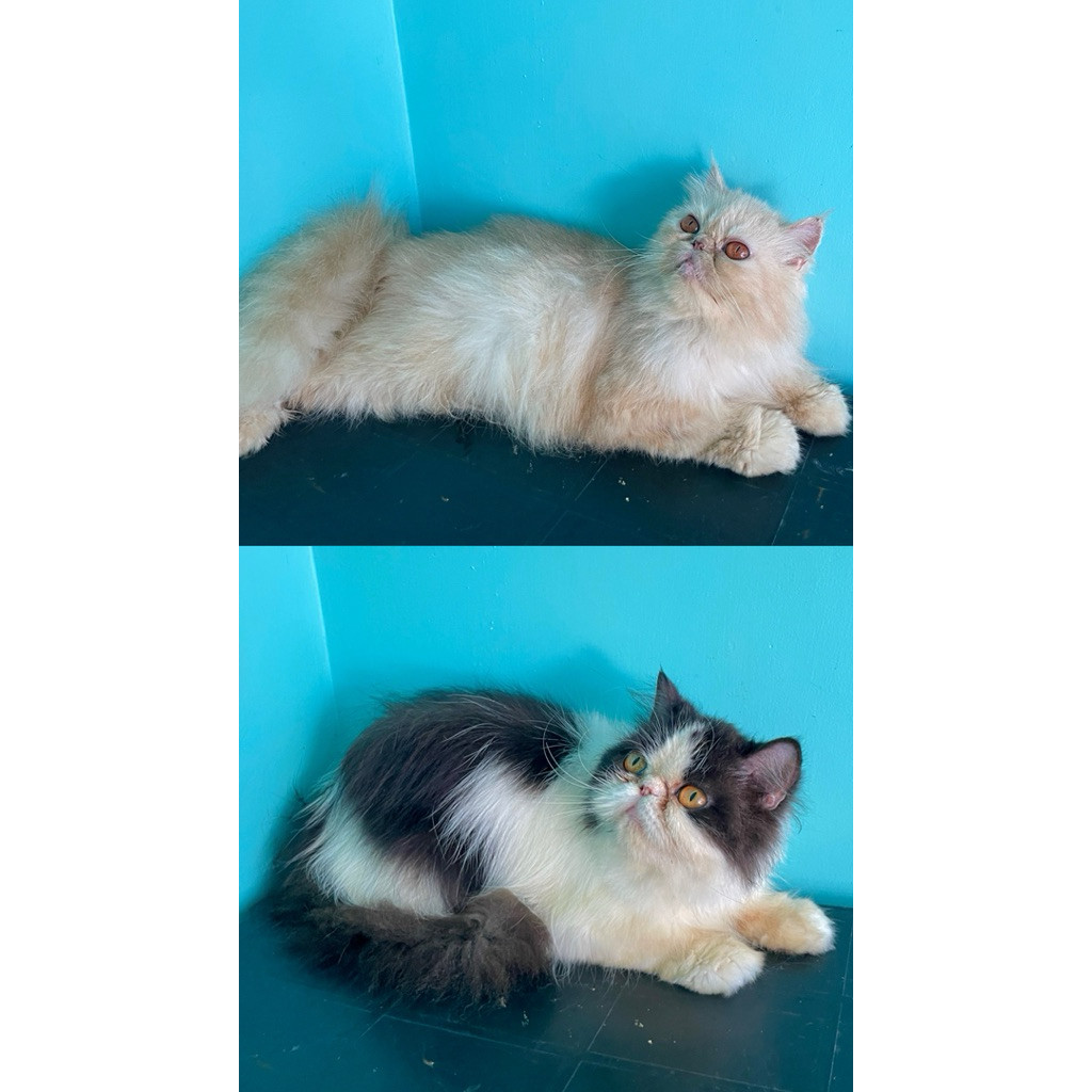 kucing peaknose longhair indukan betina