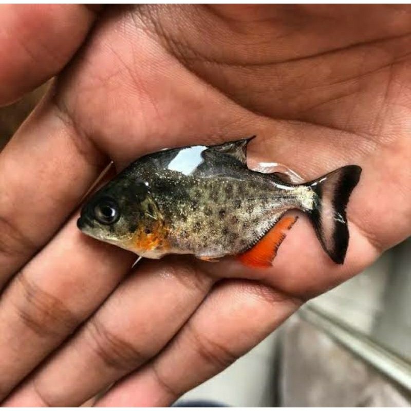 Dekorasi Akuarium Piranha Red Belly Jinakkan Paket 6 Ekor berkualitas