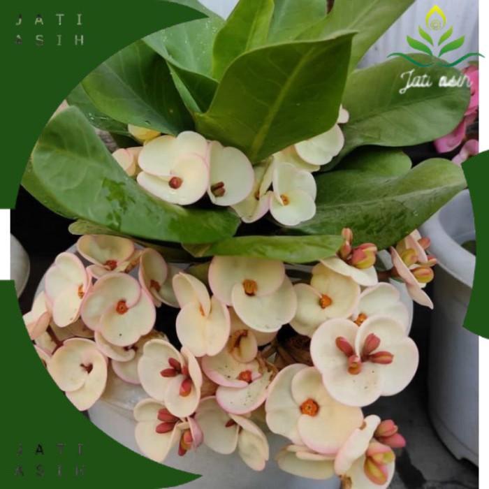TANAMAN HIAS EUPHORBIA IMPORT//EUPHORBIA SUSU - BUNGA HIAS EPORBIA - BUNGA HIAS HIDUP