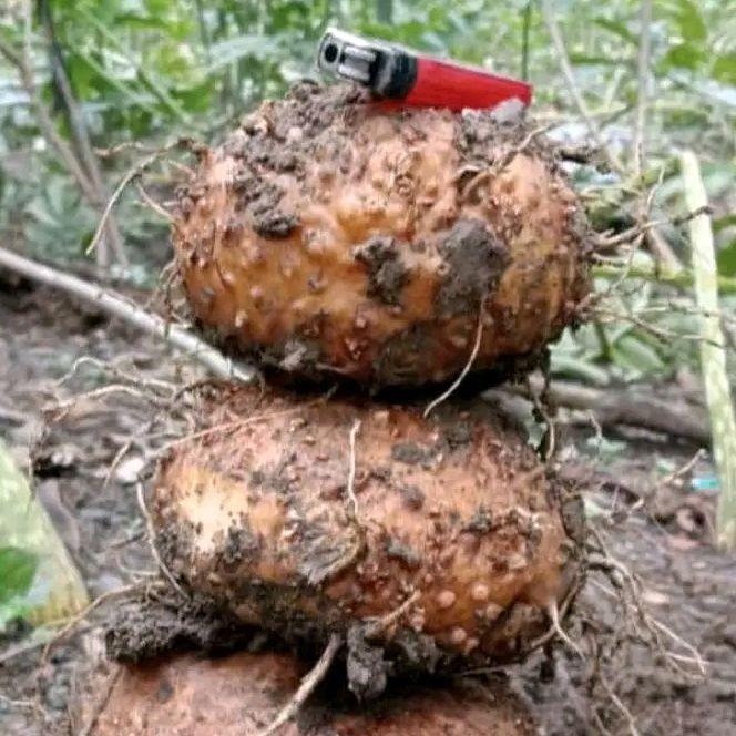 Umbi porang produksi 1 kg