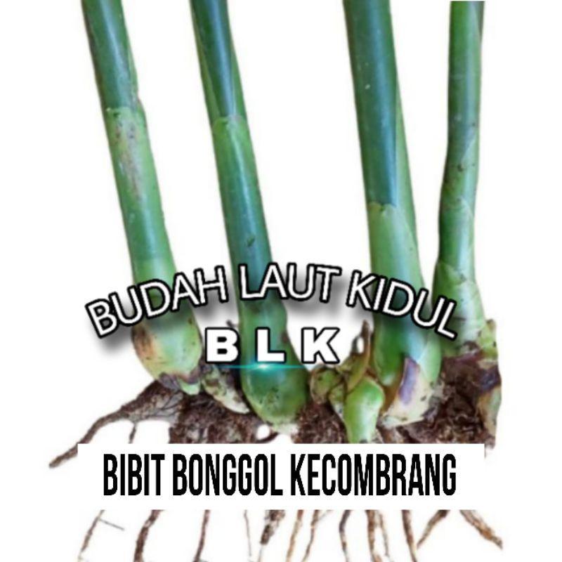 Bibit kecombrang hijau | Bibit kecombrang hijau | bibit pilihan