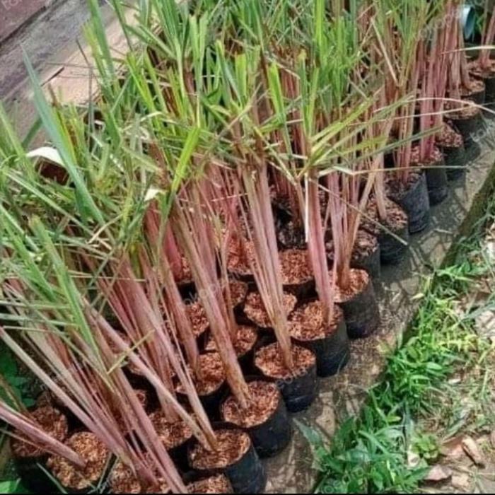 tanaman sereh wangi sereh merah 1 kg sereh wangi/sereh merah