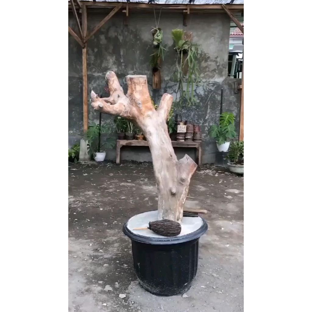 Promo Bonggol Kayu Kopi Media Anggrek 100-120cm Raja Bonggol