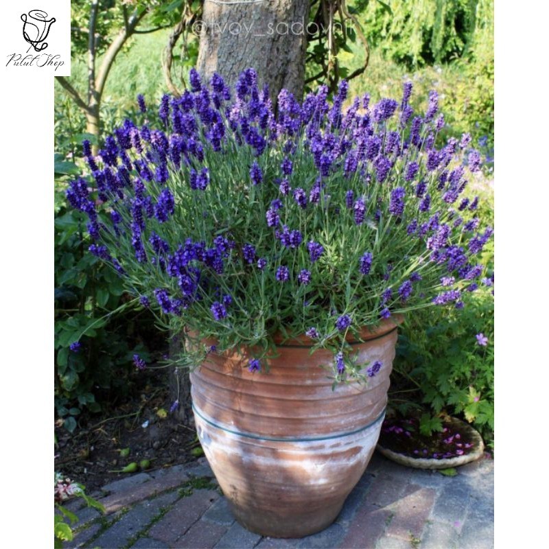 Lavender Prancis import asli  , lavandula dentata / France lavender