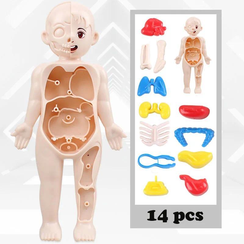 14PCS/Set 3D Puzzle Human Anatomy Model, Organ Assembly Toy, Human Organ Teaching Tool, Educational 