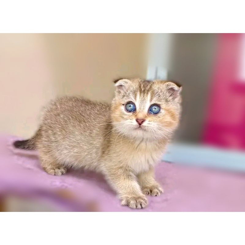 (RAS BRITISH BSH SCOOTISH FOLD) KUCING KITTEN  PERSIA MEDIUM ANGGORA KUCING JANTAN BETINA HIMALAYA F
