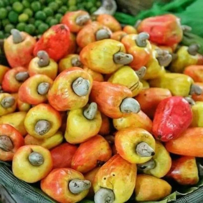 Jambu mete jambu monyet 1kg fresh baru metik, stoknya mulai langka ya kak