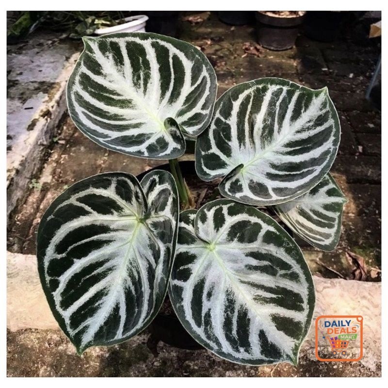 Dailydealsmart- New  Bibit Anturium Dorayaki Silver/ Bibit Kuping Gajah Dorayaki Silver Murah