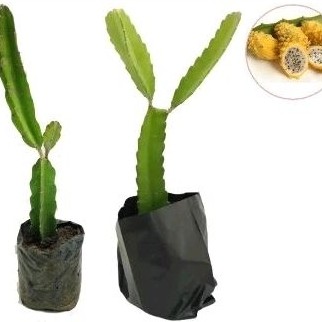 Bibit Buah Naga Golden Asli( Paket 10 Bibit)