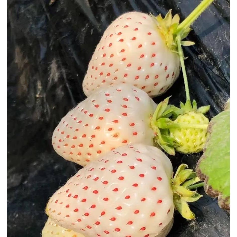Biji Bibit Benih Bibit Stroberi Putih