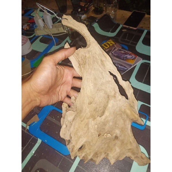 fosil kayu jati - media tanam anggrek fosil jati K.H.O Agen Herbal