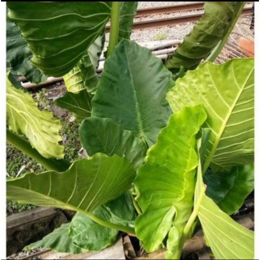 20 benih talas sente daun besar cocok | hiasan taman | pakan ikan gurame