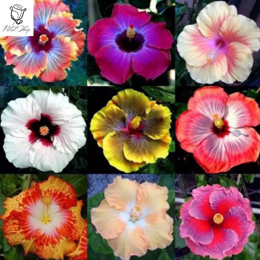 PROMO Tanaman Hias Hibiscus Bunga Sepatu Bangkok import