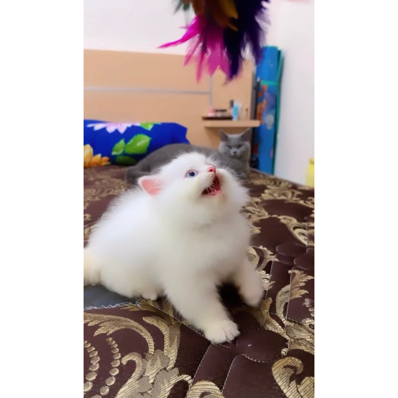 Kucing Persia Putih